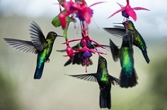 WILDLIFE